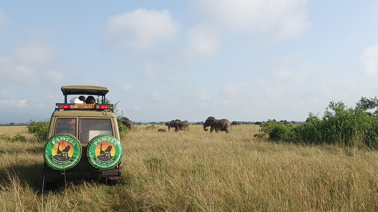 Game drive in Queen Elizabeth National Park 5 Days Uganda Gorilla Trekking and wildlife