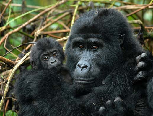 3 DAYS EXTREME GORILLA SAFARI