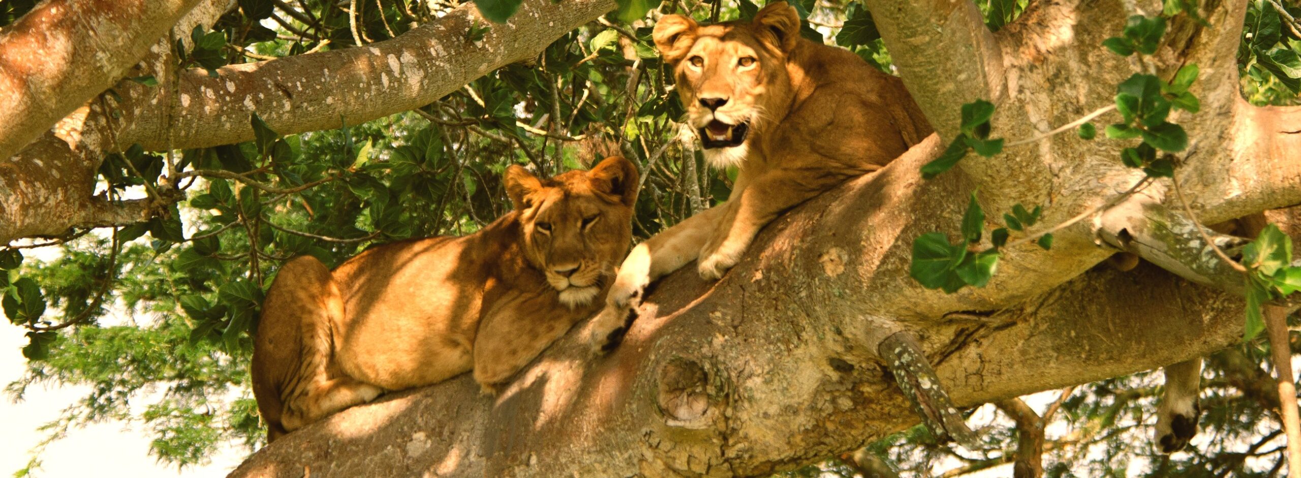 Tree climbing lions at QENP