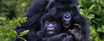 8-Day Gorilla habituation chimps and lions Uganda safari