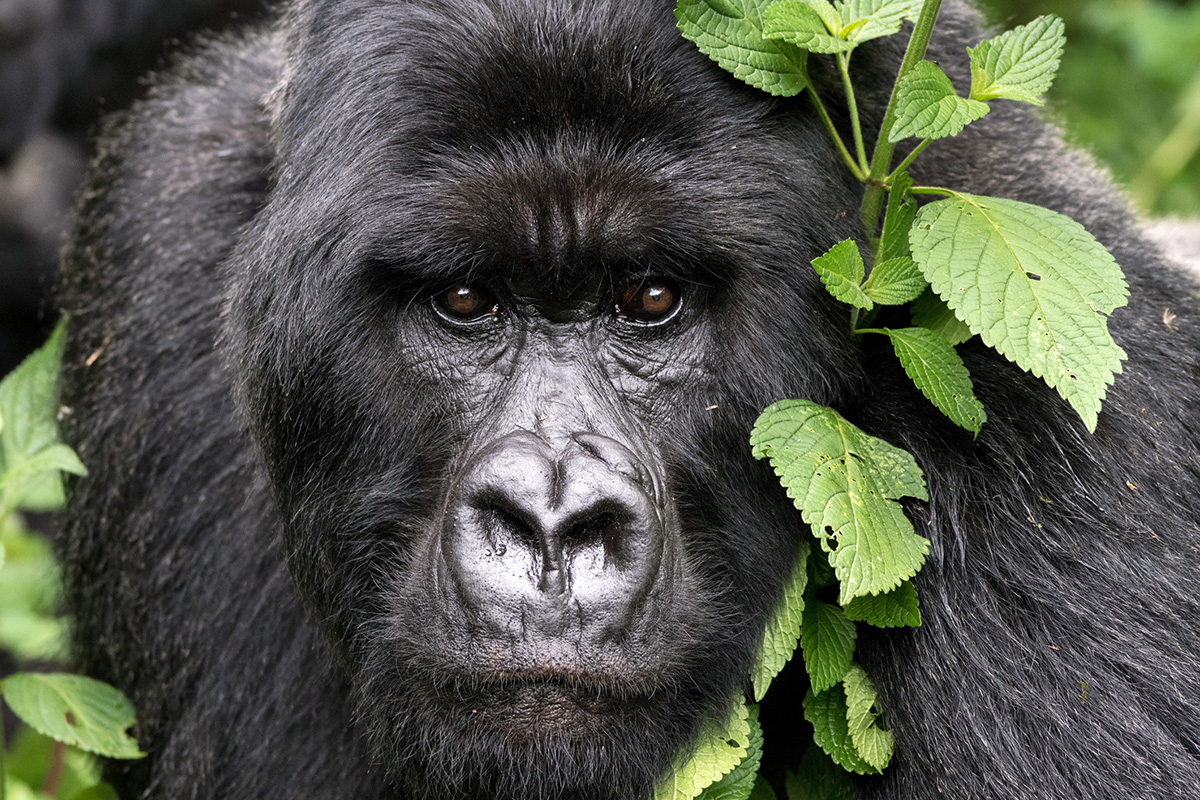 Frequently Asked Questions about Mountain Gorillas in Uganda
