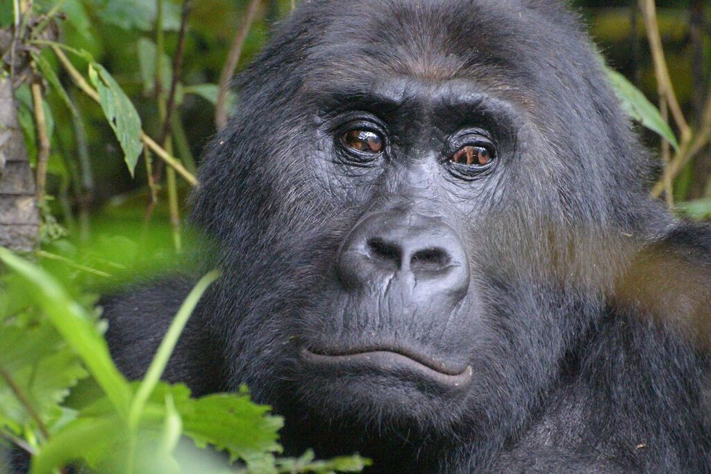 Gorilla Tours in Uganda: An Unforgettable Experience