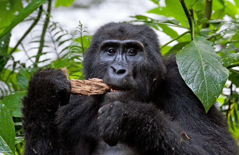 Uganda gorilla families-Uganda sfaris--Uganda gorillas