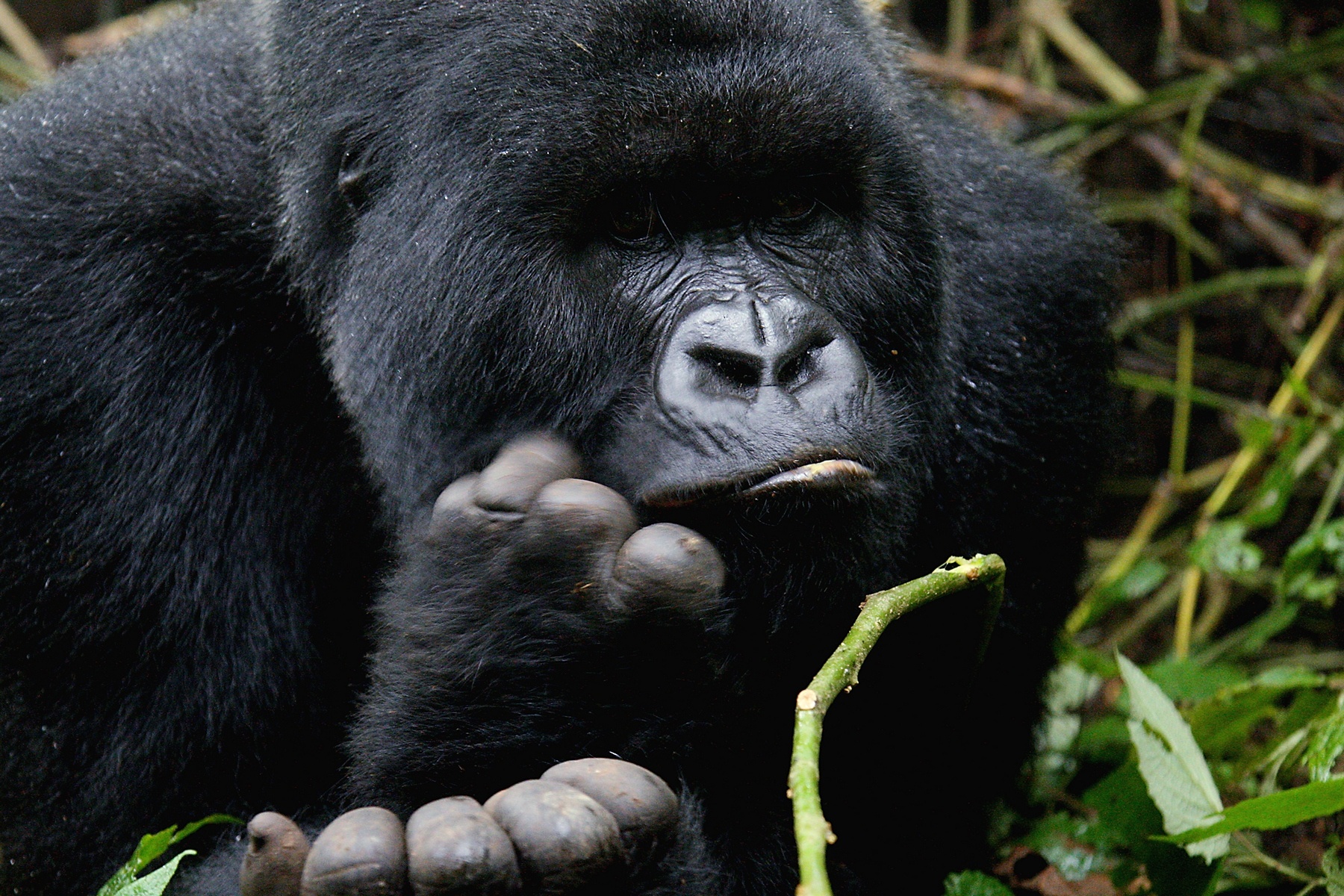 How to Habituate a Mountain Gorilla-Uganda Safari