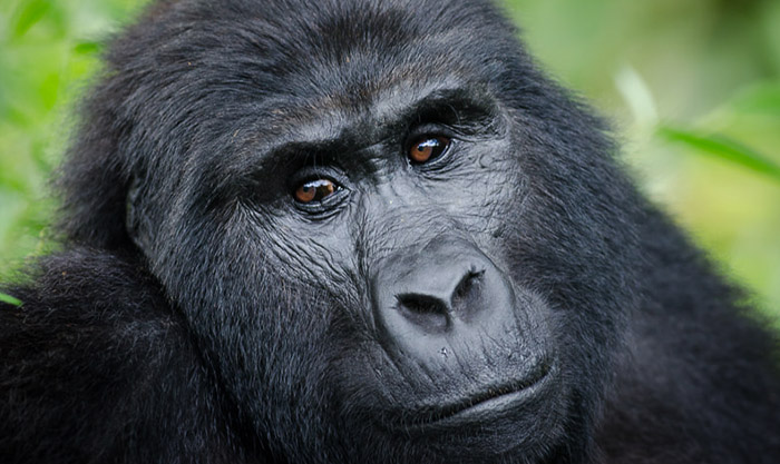 How to Habituate a Mountain Gorilla-Uganda Safari