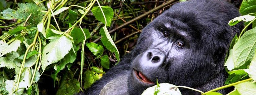 What you should know when planning for a gorilla safari in a dry seasonGorilla permits have to be booked very early so that you get yourself a gorilla permit. There’s always too much competition for gorilla permits with other Tour operators. This happens during the peak season. Therefore, this requires you to send us your money so that we buy for you a gorilla permit from Uganda Wildlife Authority in advance.

Safari lodges also hike their rates during the peak season because of the high demand for accommodation. Therefore we advise you to send your accommodation money very far in advance. This is so that we secure you accommodation from good safari lodges.

Easiest trekking conditions

Dry season has the easiest trekking conditions. The ground is dry,with less underground growth within the forest making it easy to hike, see the mountain gorillas, take photos, low chances of raining, passable forest trails and also the weather is warm.

The national parks do not get so crowded even though it’s a peak season from June to September.

The dry season is also good for game viewing in our savannah parks like Queen Elizabeth national park, Murchison Falls national park, Lake Mburo national park and many others. This is because animals gather around water sources to drink water and cool their body temperatures.

The roads linking to the national parks and the trails within the park are always in good conditions during the dry season because of less rain. This makes the movement of the car easy hence saving time for travel.

Wet season/low season

This season has unfavorable conditions for mountain gorilla trekking hence making it a challenge. The number of tourists in the wet season is low because of the bad trekking conditions like heavy rains but also the sun comes out immediately it stops to rain and the activities go on well.

Although most tourists don’t travel to see these elusive mountain gorillas in the wet season, the experience is more the same as that one can get when he or she does mountain gorilla trekking in the dry season.

What you should know when planning for a gorilla safari in a wet season

Most safari lodges lower their rates in this season to encourage tourists to book with them and this makes visiting cheap in the wet season.

National parks have less congestion during the wet season. The lodges are not fully booked as high season especially in the months of February and September.

November and April are the best months for bird watching because migrant birds are available in Uganda.

Roads get into bad conditions by getting pot holes and muddy. This causes vehicles to get stuck hence causing delays. The forest trails also become muddy and slippery and this calls for water proof hiking boots.

There is no changing of a gorilla permit in case it rains heavily on the trekking date. This is because the gorilla permit is valid for only one day.

The vegetation cover is green and thick making spotting of the mountain gorillas difficult.

Mountain gorillas do move to the warm lower slopes of the mountain to get warmth. Also, there is plenty of food during the wet season and this makes your trek shorter.

Best time to book your gorilla trekking safari in Uganda