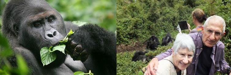What you should know when planning for a gorilla safari in a dry seasonGorilla permits have to be booked very early so that you get yourself a gorilla permit. There’s always too much competition for gorilla permits with other Tour operators. This happens during the peak season. Therefore, this requires you to send us your money so that we buy for you a gorilla permit from Uganda Wildlife Authority in advance.
Safari lodges also hike their rates during the peak season because of the high demand for accommodation. Therefore we advise you to send your accommodation money very far in advance. This is so that we secure you accommodation from good safari lodges.
Easiest trekking conditions
Dry season has the easiest trekking conditions. The ground is dry,with less underground growth within the forest making it easy to hike, see the mountain gorillas, take photos, low chances of raining, passable forest trails and also the weather is warm.
The national parks do not get so crowded even though it’s a peak season from June to September.
The dry season is also good for game viewing in our savannah parks like Queen Elizabeth national park, Murchison Falls national park, Lake Mburo national park and many others. This is because animals gather around water sources to drink water and cool their body temperatures.
The roads linking to the national parks and the trails within the park are always in good conditions during the dry season because of less rain. This makes the movement of the car easy hence saving time for travel.
Wet season/low season
This season has unfavorable conditions for mountain gorilla trekking hence making it a challenge. The number of tourists in the wet season is low because of the bad trekking conditions like heavy rains but also the sun comes out immediately it stops to rain and the activities go on well.
Although most tourists don’t travel to see these elusive mountain gorillas in the wet season, the experience is more the same as that one can get when he or she does mountain gorilla trekking in the dry season.
What you should know when planning for a gorilla safari in a wet season
Most safari lodges lower their rates in this season to encourage tourists to book with them and this makes visiting cheap in the wet season.
National parks have less congestion during the wet season. The lodges are not fully booked as high season especially in the months of February and September.
November and April are the best months for bird watching because migrant birds are available in Uganda.
Roads get into bad conditions by getting pot holes and muddy. This causes vehicles to get stuck hence causing delays. The forest trails also become muddy and slippery and this calls for water proof hiking boots.
There is no changing of a gorilla permit in case it rains heavily on the trekking date. This is because the gorilla permit is valid for only one day.
The vegetation cover is green and thick making spotting of the mountain gorillas difficult.
Mountain gorillas do move to the warm lower slopes of the mountain to get warmth. Also, there is plenty of food during the wet season and this makes your trek shorter.
Best time to book your gorilla trekking safari in Uganda