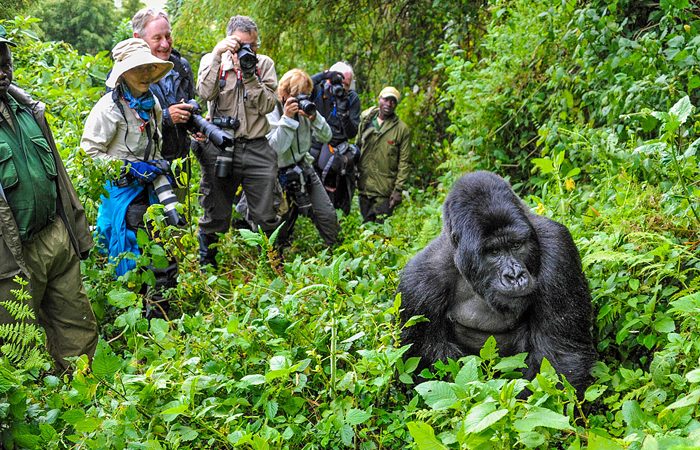 Gorilla Habituation in Uganda