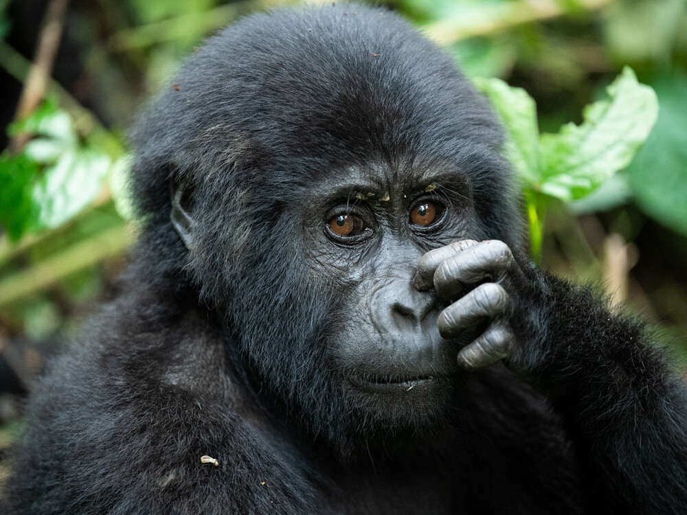 3 DAYS EXTREME GORILLA SAFARI