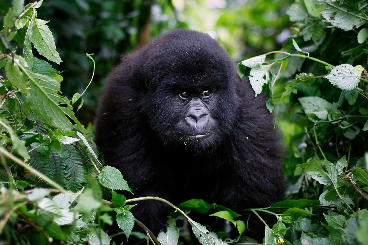 3 DAYS GORILLA TREKKING IN CONGO