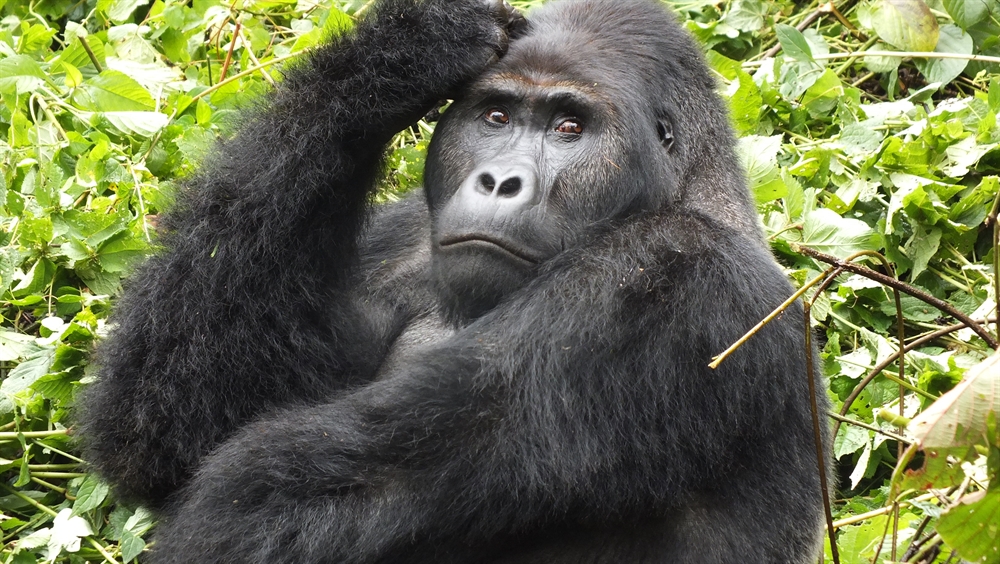 3 DAYS GORILLA TREKKING IN CONGO 3 DAYS GORILLA TREKKING IN CONGO