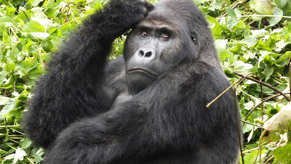 3 DAYS GORILLA TREKKING IN CONGO