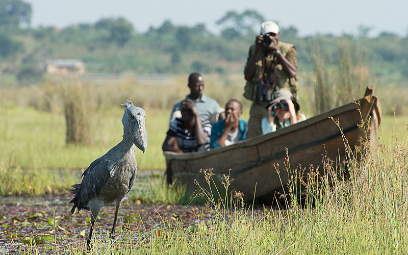 12 days Uganda and Rwanda birding comfort safari