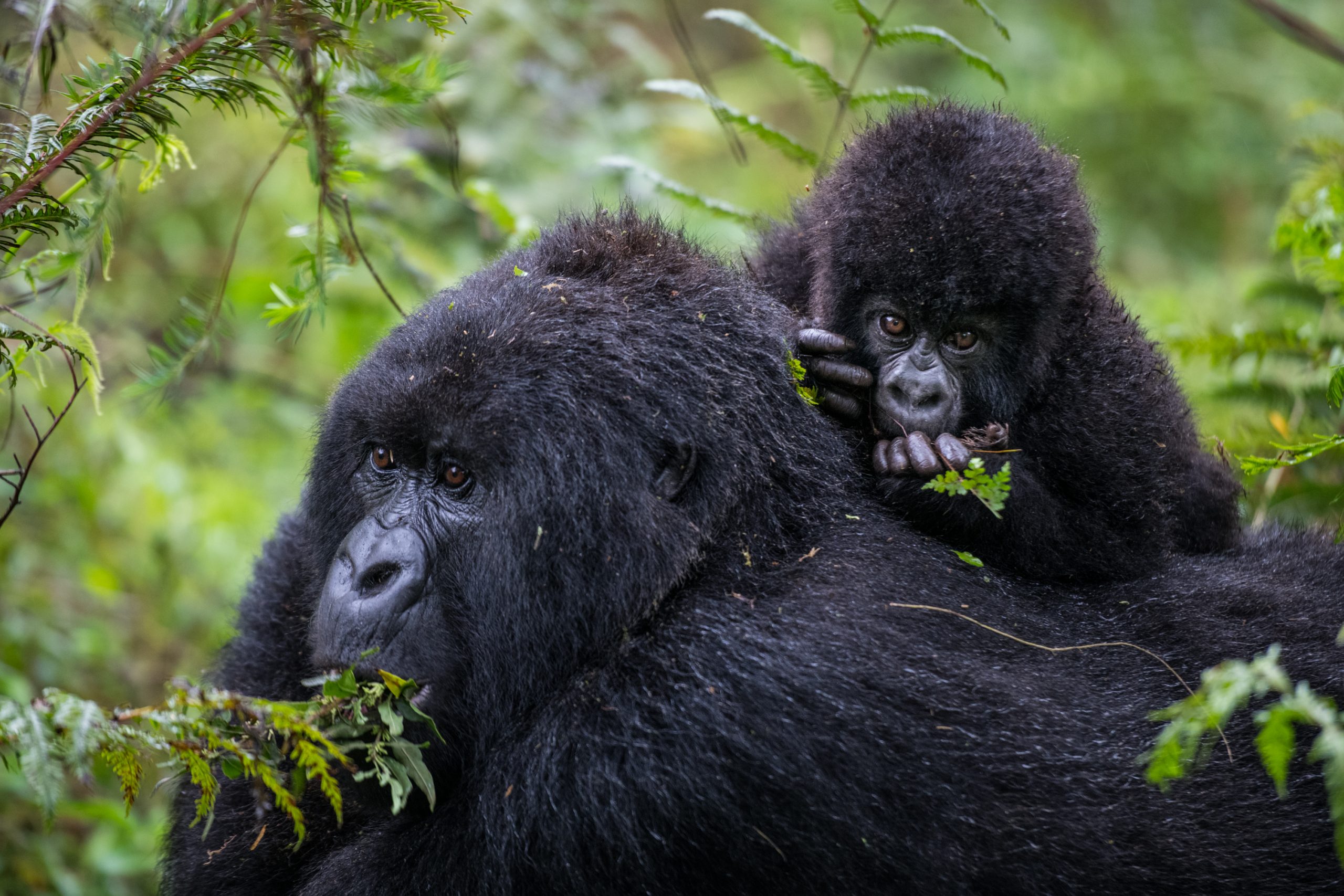 Gorilla families in Rwanda