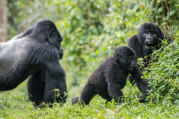 Gorilla families in Rwanda