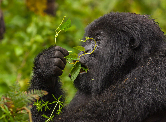 https://www.pamojatoursandtravel.com/14-days-rwanda-and-uganda-gorillas-chimps-and-wildlife/