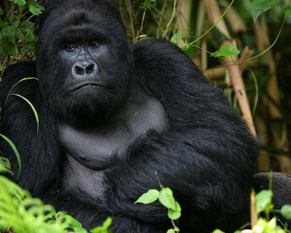 Where to go gorilla trekking while on a Uganda gorilla safari