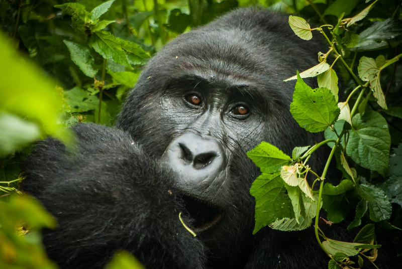 Where to go gorilla trekking while on a Uganda gorilla safari