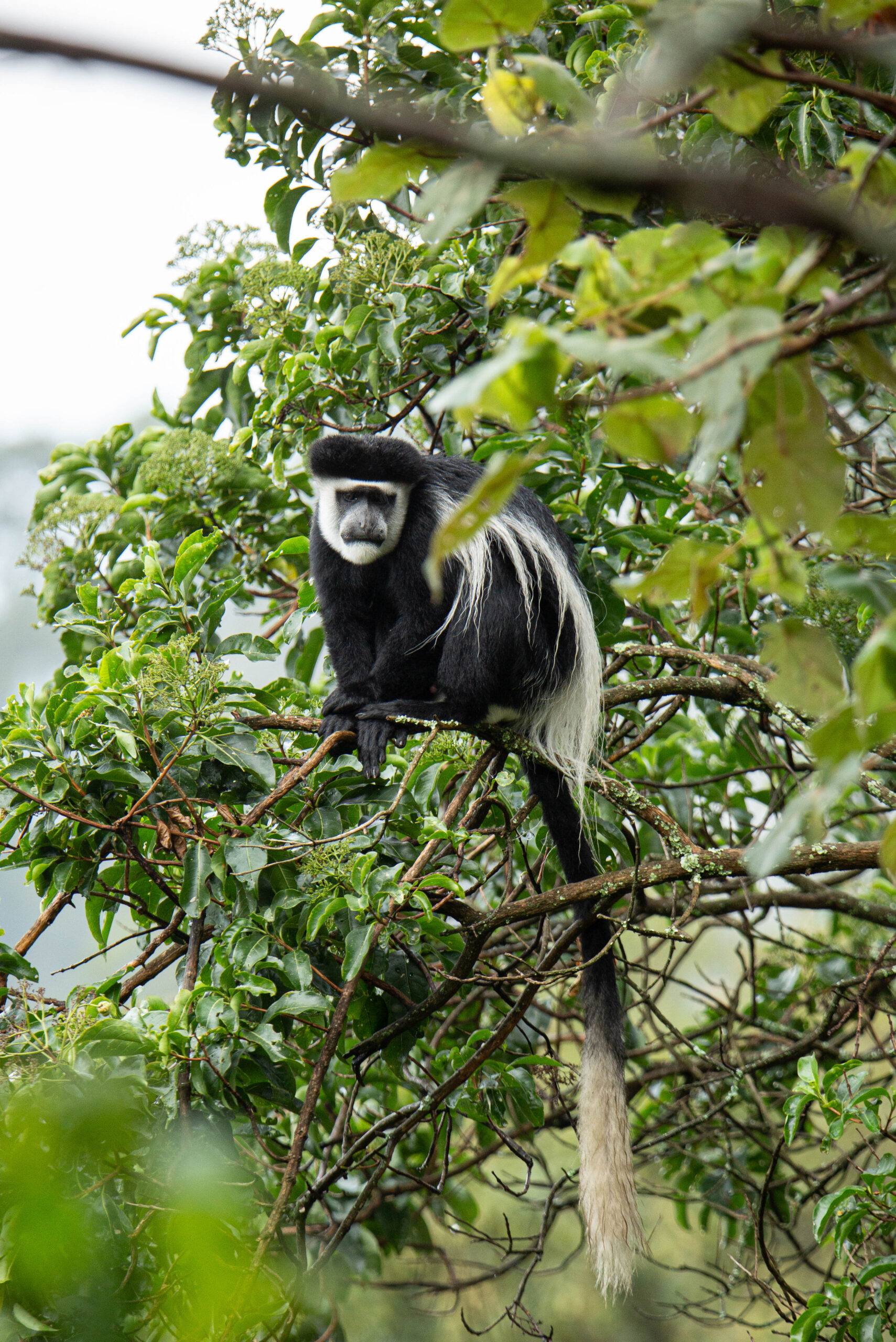 Black and White Colobus Monkeys