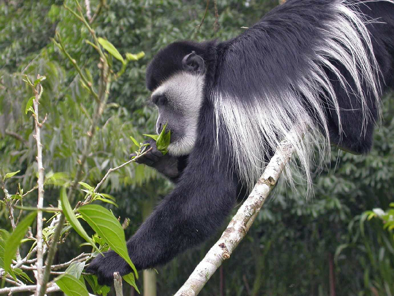 Black and White Colobus Monkeys