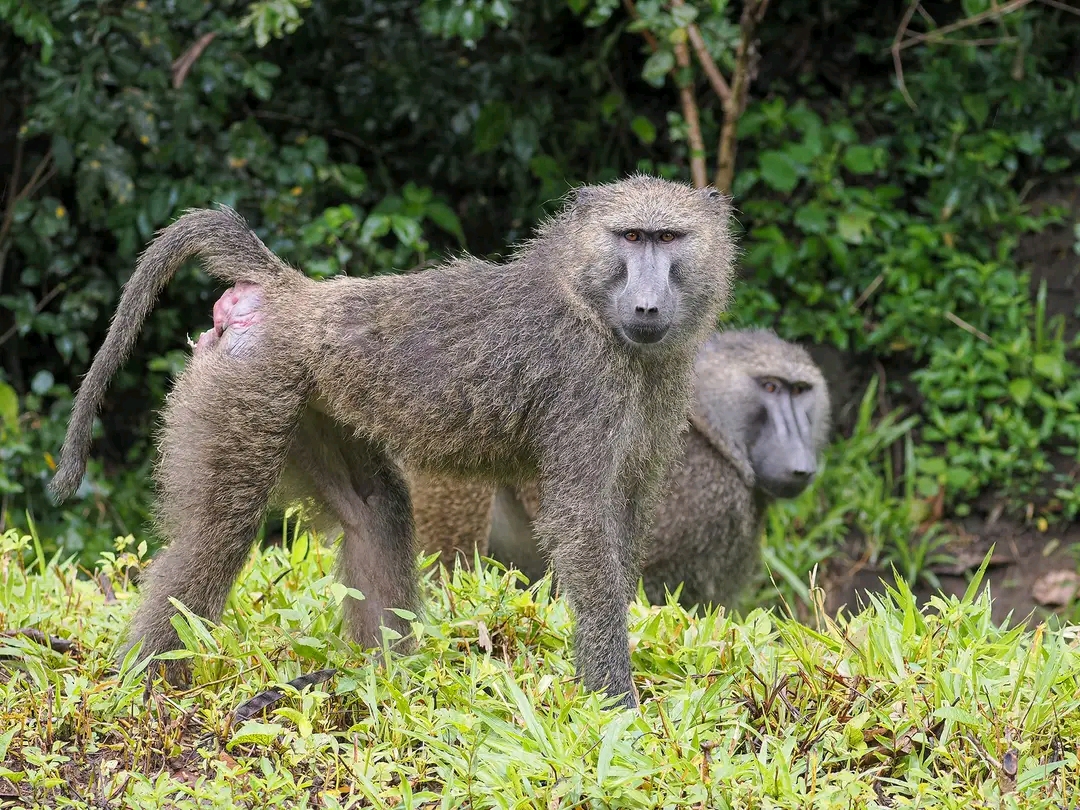 Olive Baboons