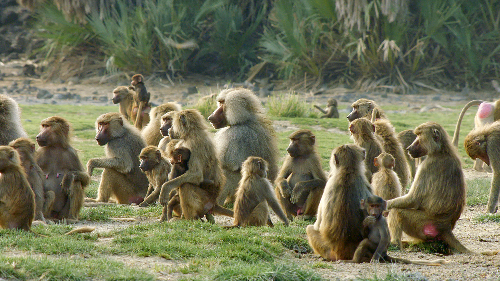 Olive Baboons