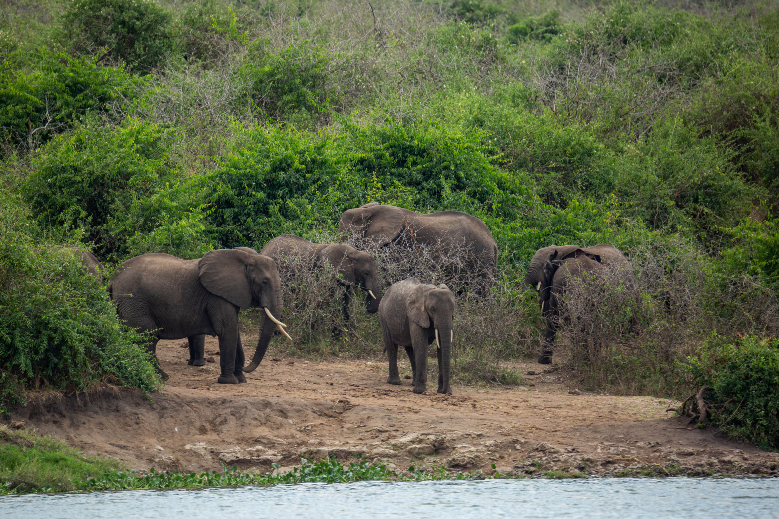 The African Elephant