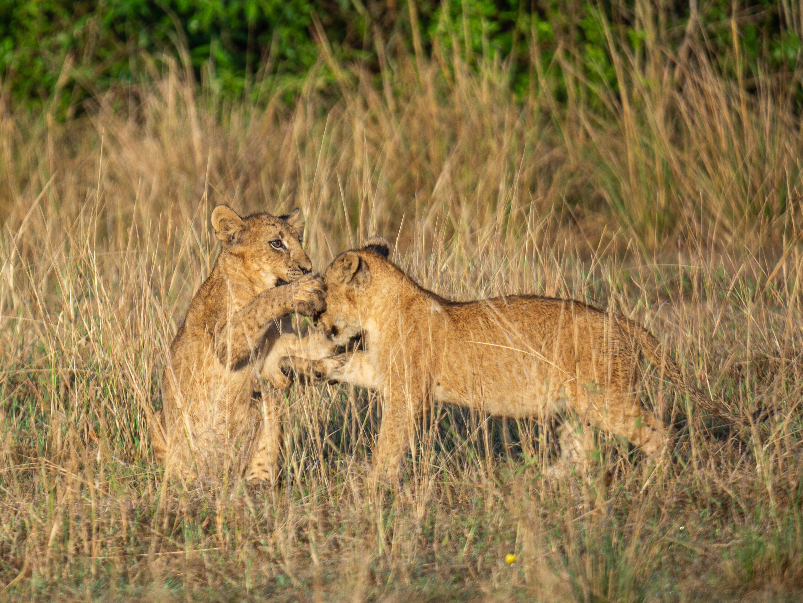 Short Best Uganda Wildlife Safaris