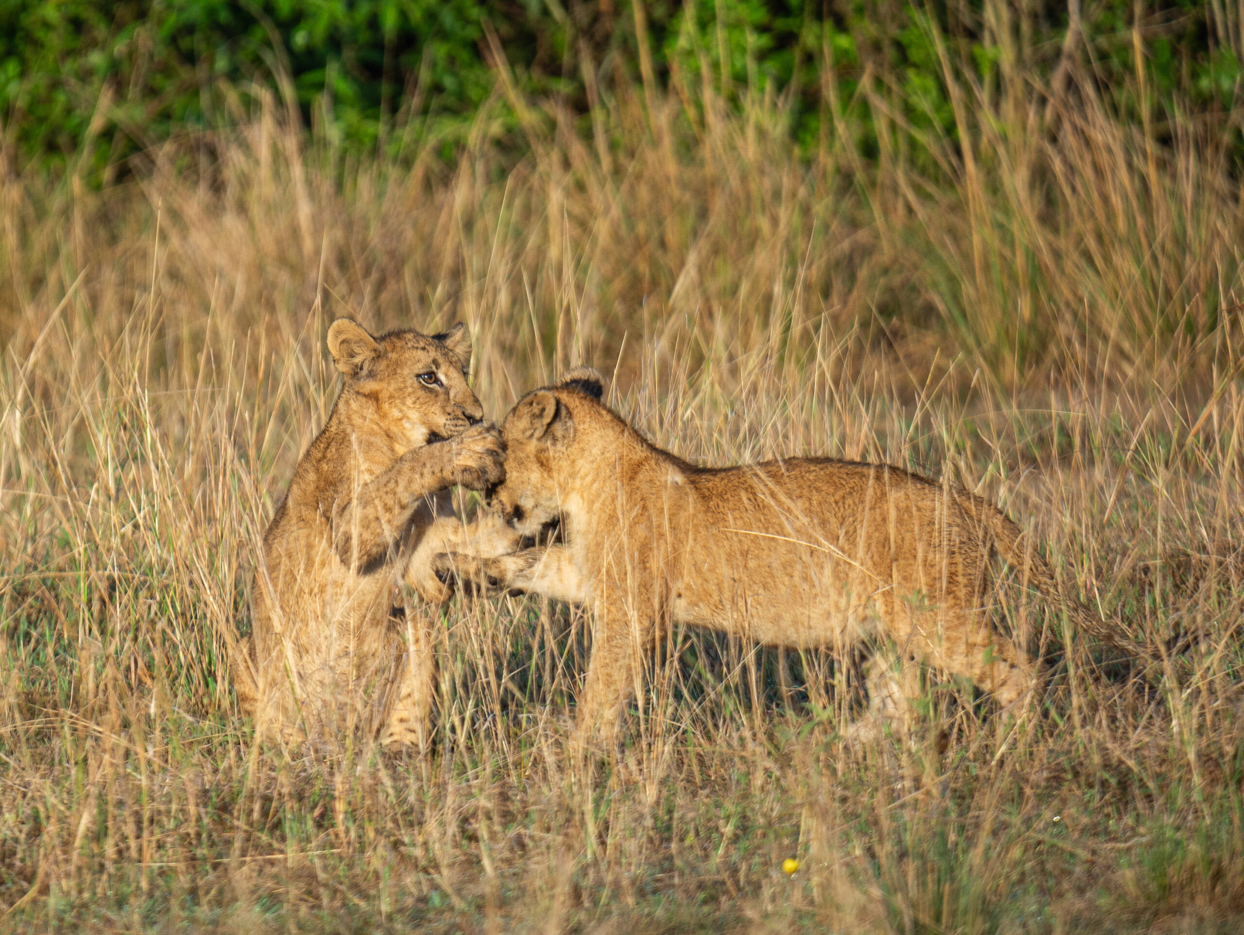 Lions