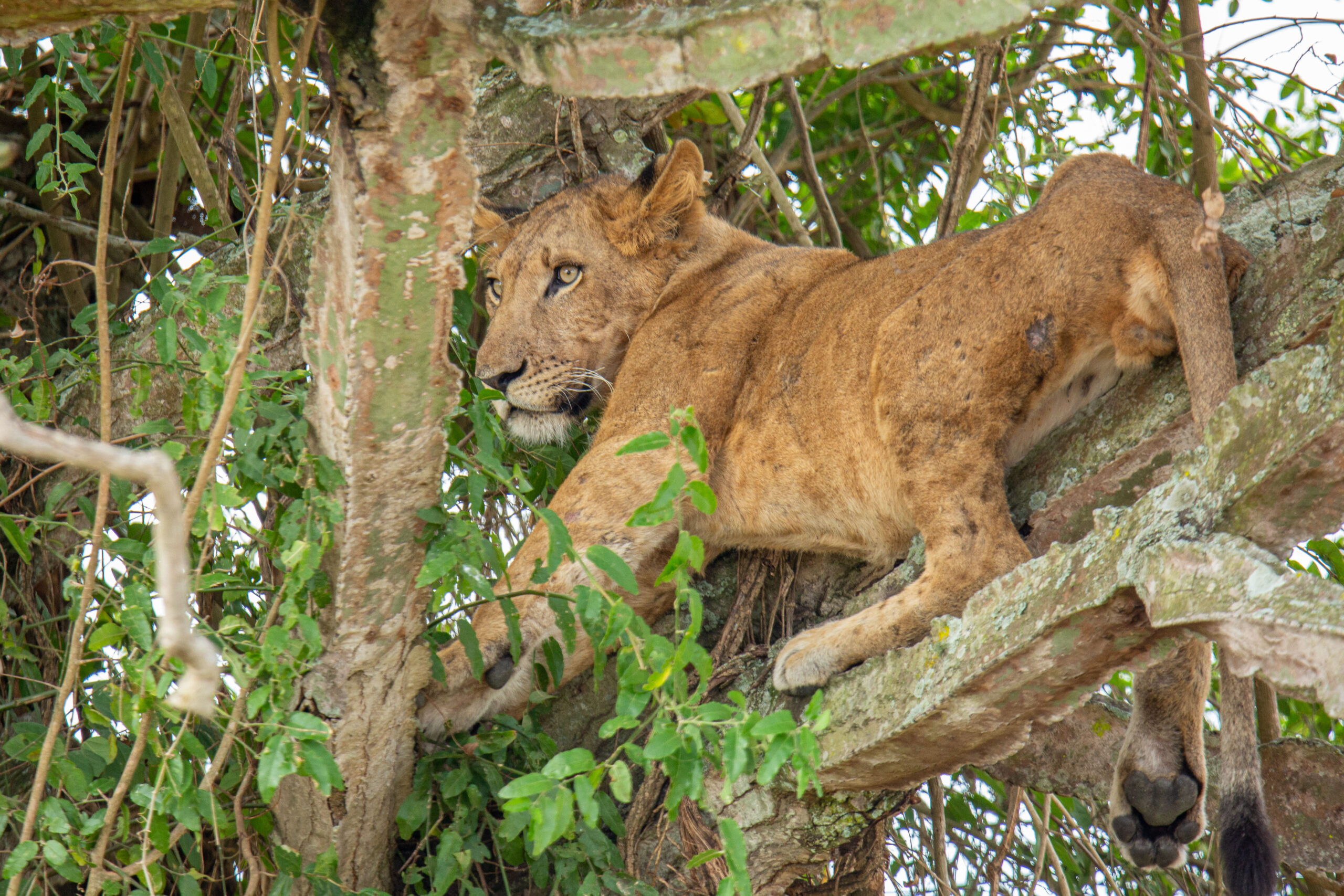 Lions