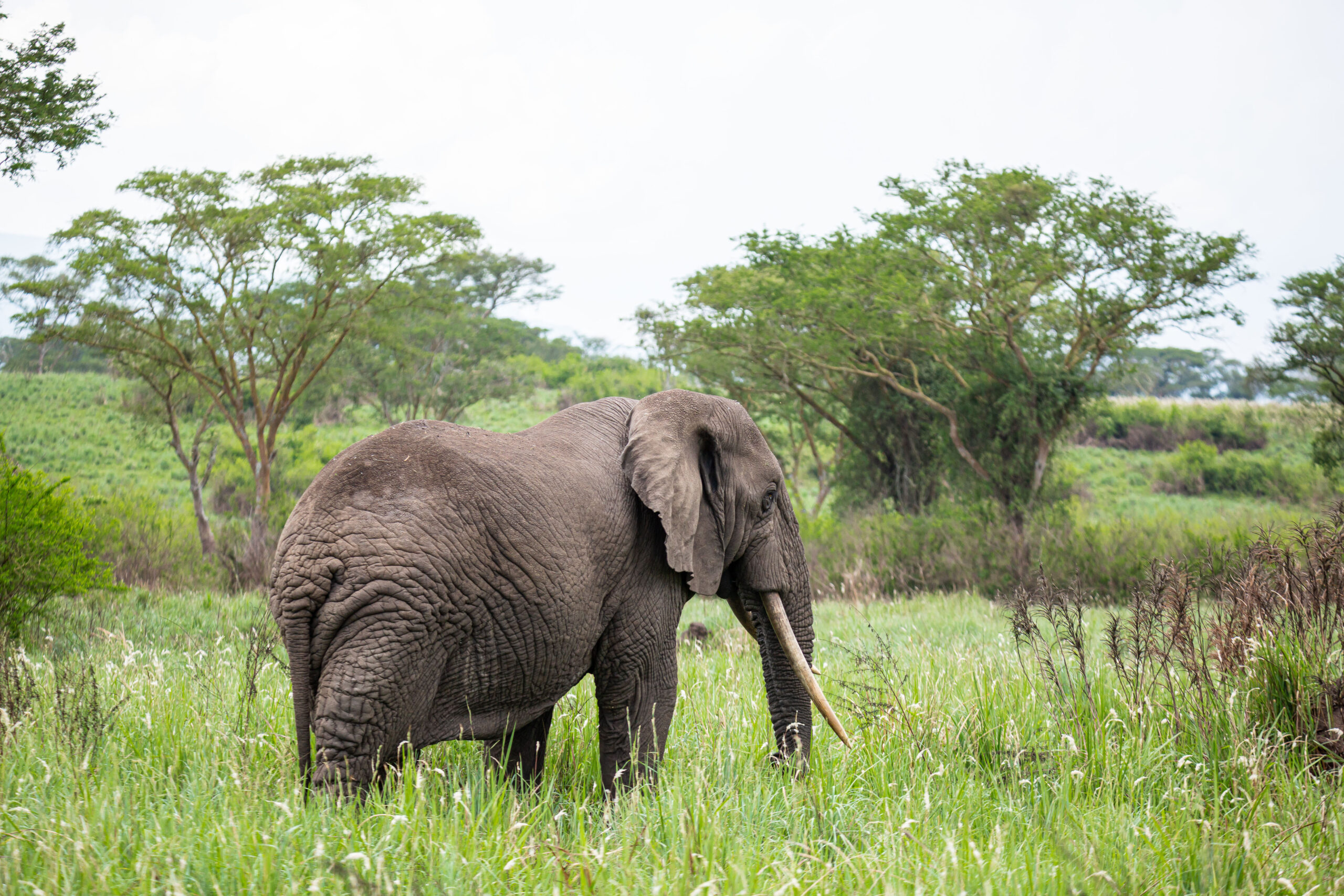 The African Elephant