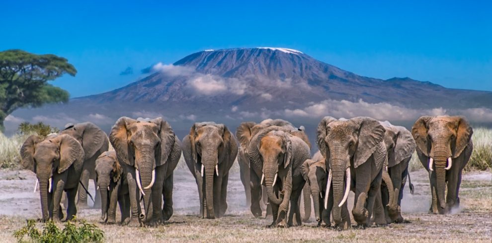 Kenya's Top 3 Most Visited National Parks
