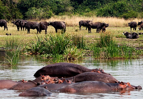 Best Short Uganda Wildlife Safaris