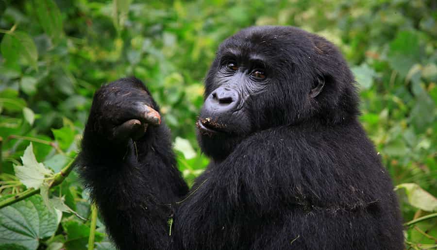 Gorilla Habituation in Uganda