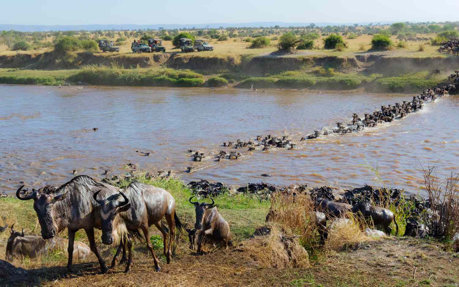 Safaris in East Africa | Kenya Safaris | Masai Mara Safaris | Wildebeest Migration.