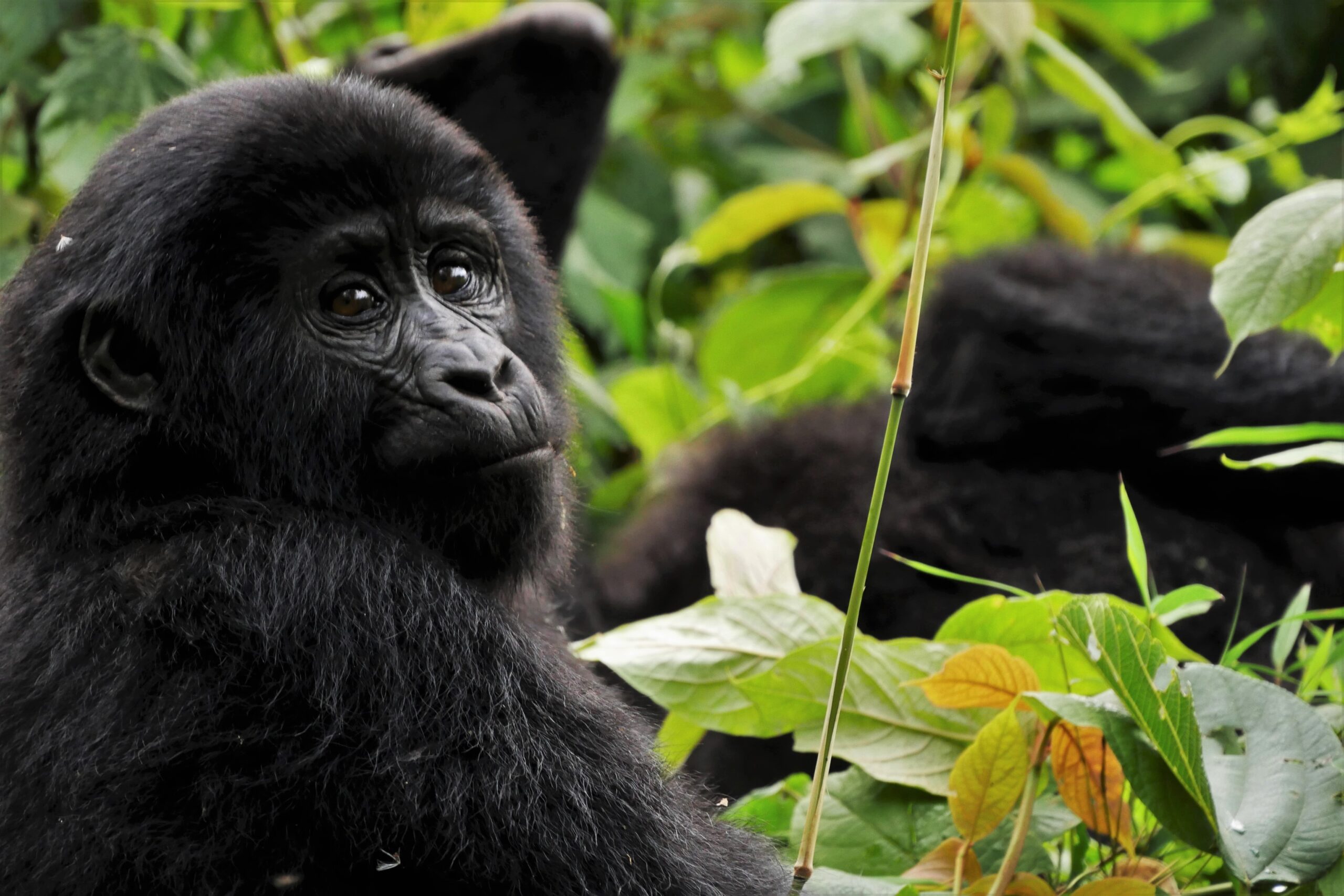 Gorilla Trekking for the Young at Heart | A Journey for Adventurers even Above 70