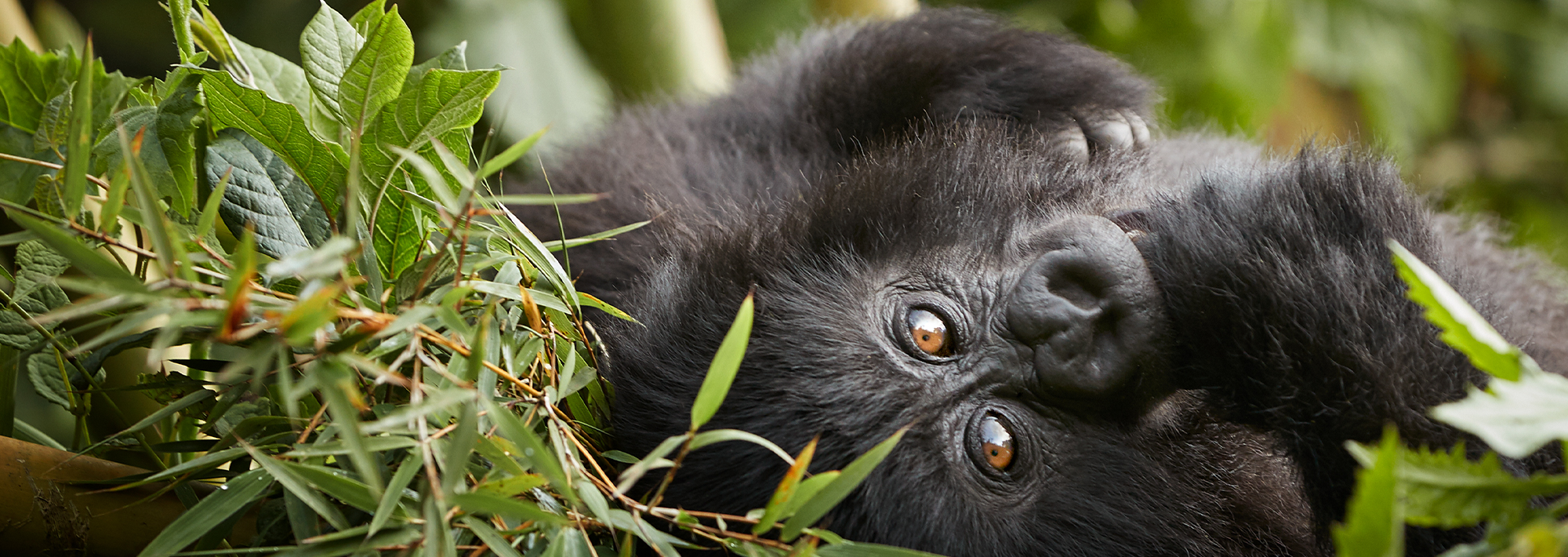 23-day Luxury Uganda Safari with primates and wildlife