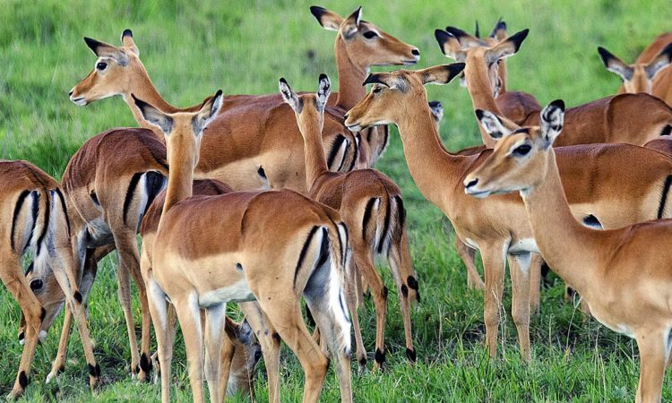 Wildlife Safaris in Uganda 2024 | Best tours in Uganda 2024