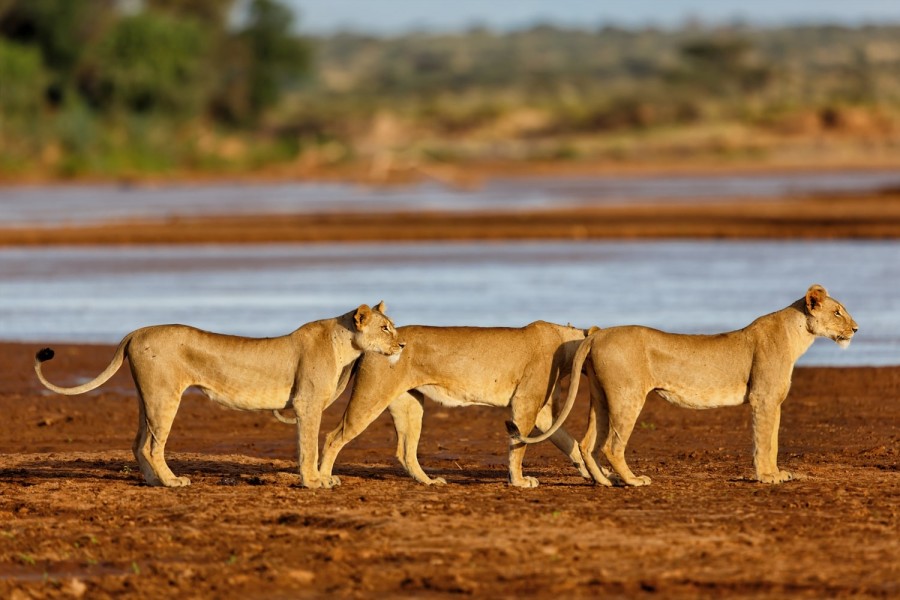 Kenya Wildlife Safaris 2024 | Best Kenya Tours 2024