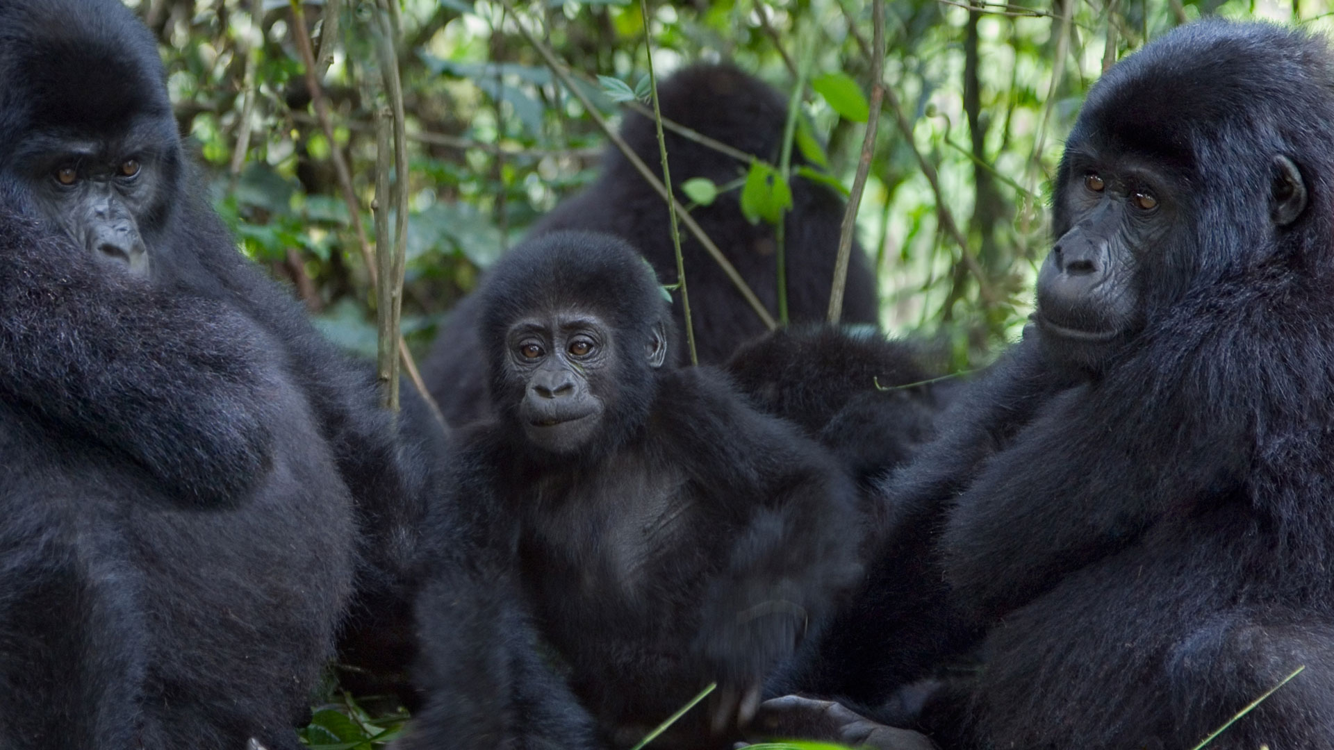 Uganda Gorilla Trekking Safaris in 2024 | Gorilla trekking Uganda safari