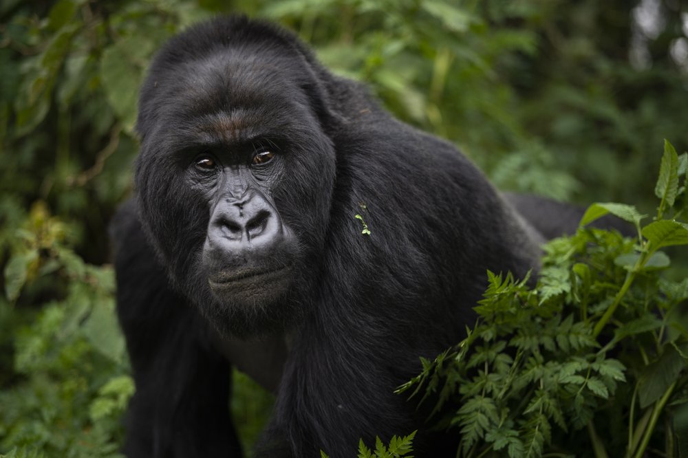 Newly Opened Gorilla Tracking Families in Uganda's Bwindi