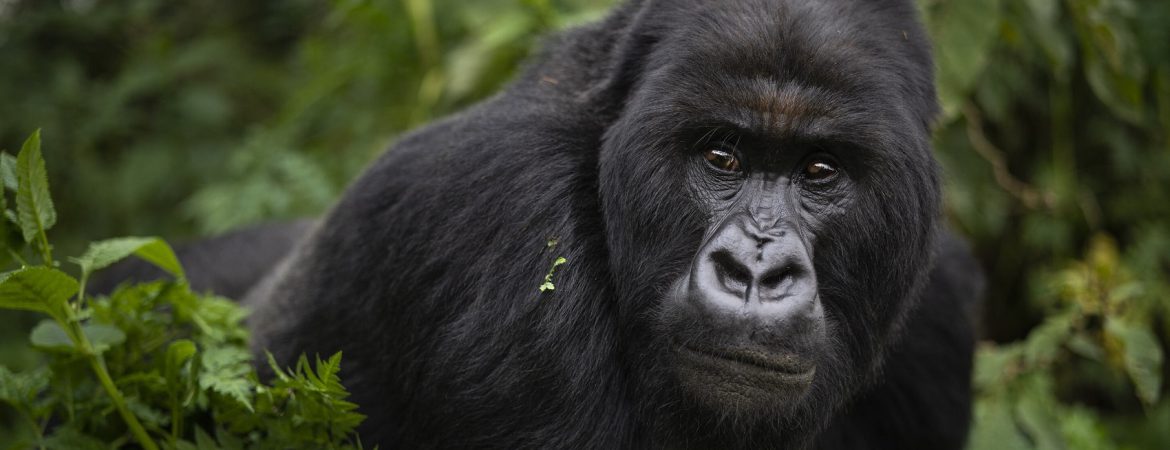 Gorilla trekking safari in 2024 | Gorilla safari 2024