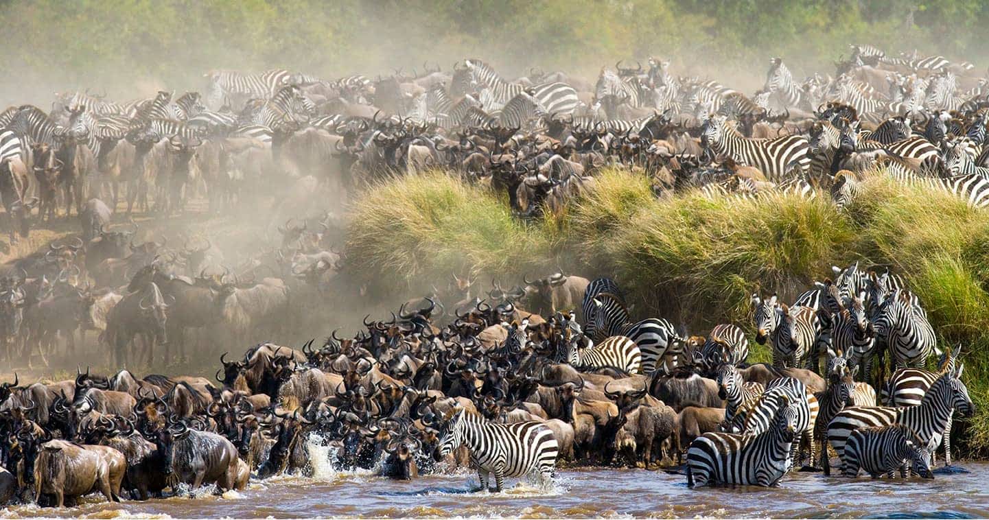The Annual Great Wildebeest Migration in Kenya 2024