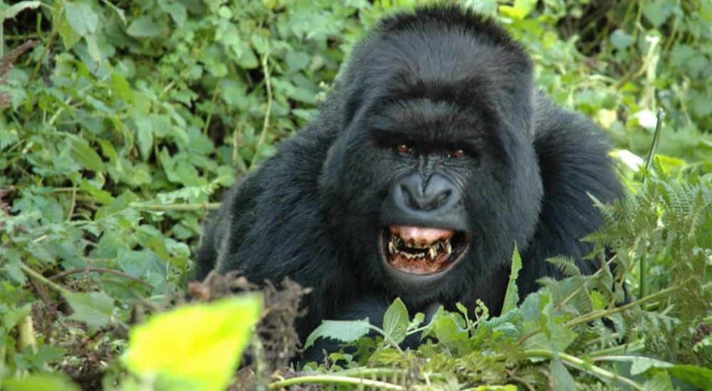 Discovering the Majesty of Gorilla Trekking in Rwanda 2024