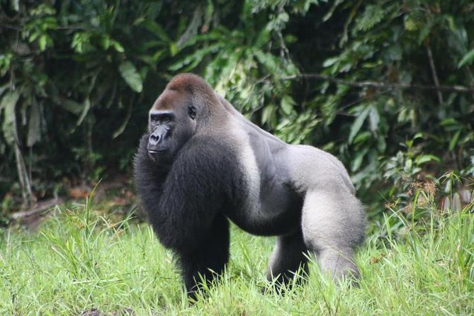 Wildlife Safaris and Uganda Gorilla Safaris. Pamoja Tours and Travel