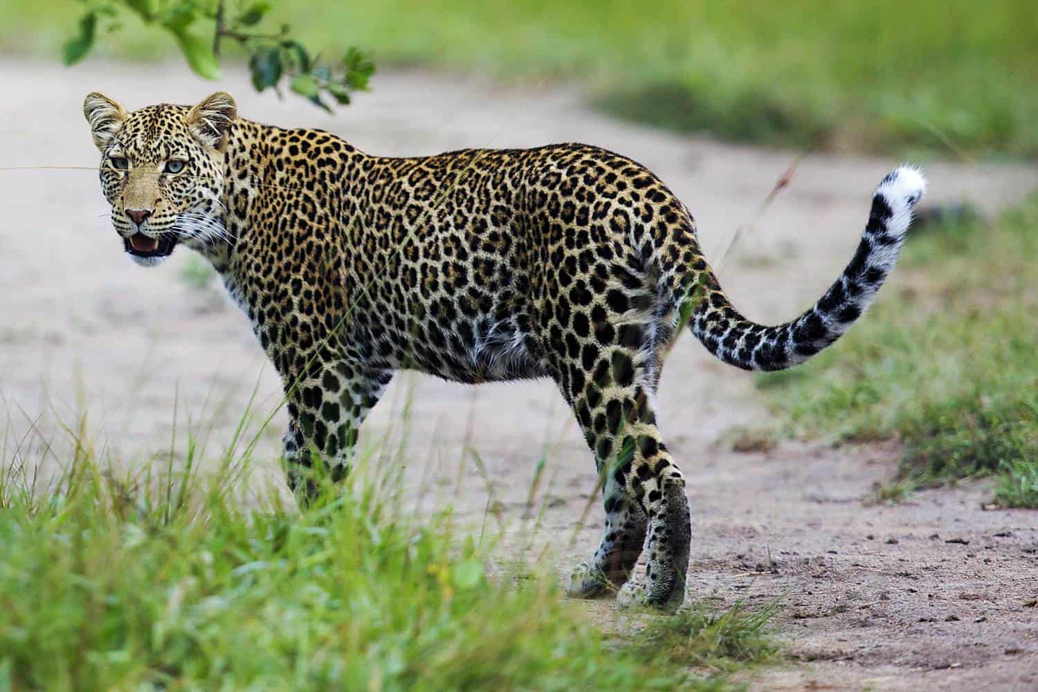 National Parks to visit on a safari in Uganda | A Wildlife Safari Adventure