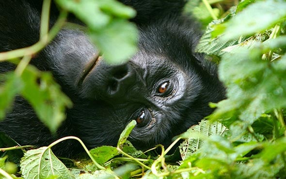 Key considerations before booking a gorilla safari in Uganda