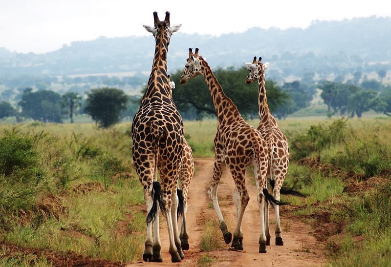 Why your next safari destination should be East Africa