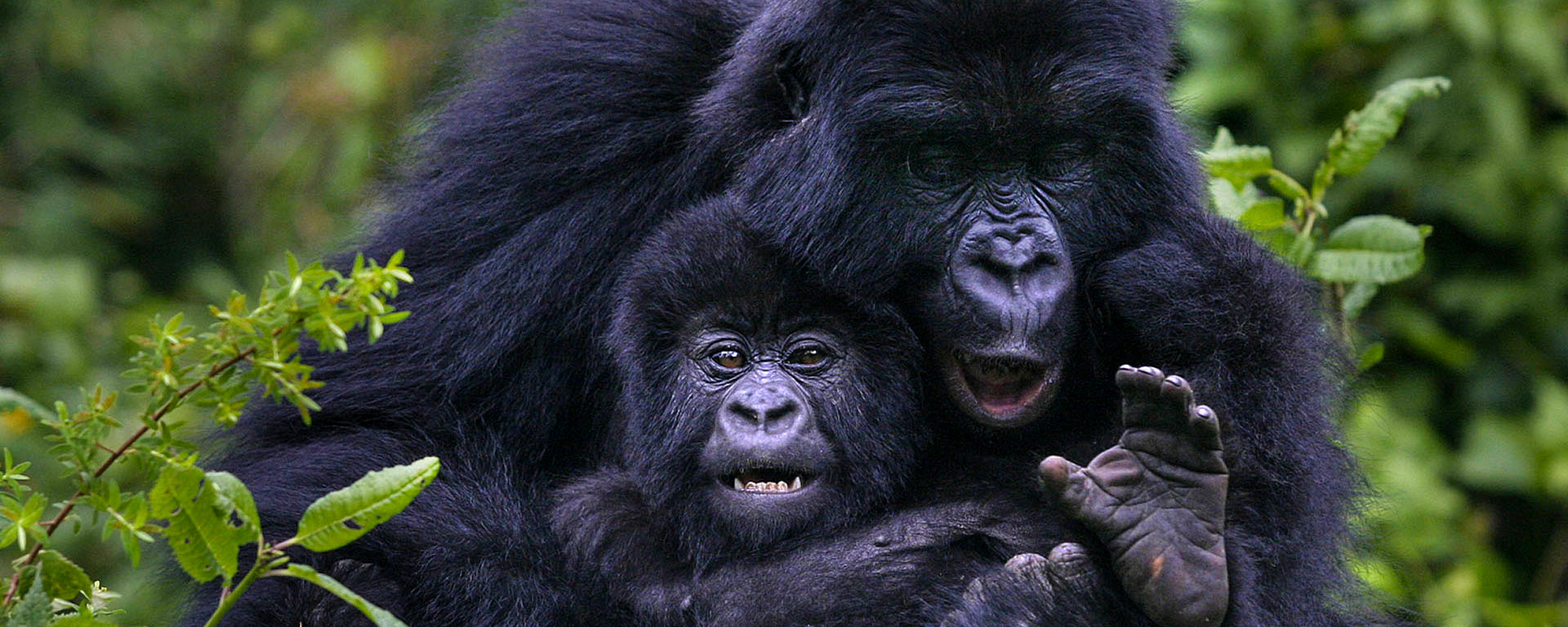 Key considerations before booking a gorilla safari in Uganda