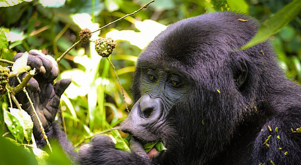 Important things to consider before booking a gorilla safari in Rwanda